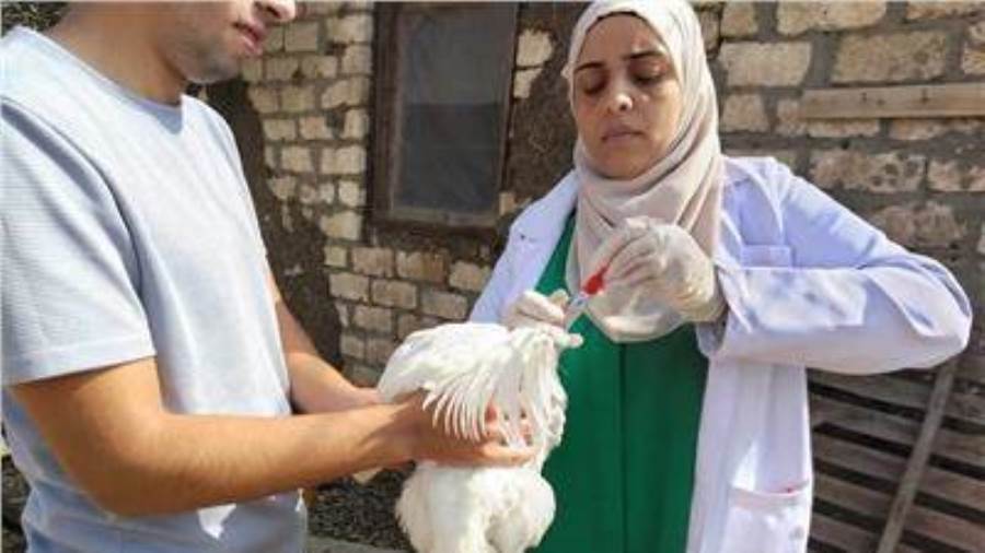 حقيقة نفوق الدواجن في مصر.. “الزراعة” تكشف الأرقام وترد على الشائعات