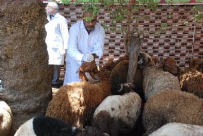 الخدمات البيطرية: التنسيق مع مباحث التموين بتكثيف الحملات علي أماكن بيع وعرض اللحوم