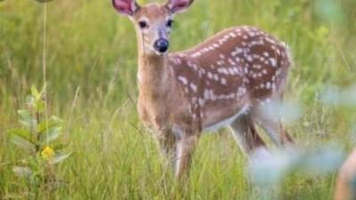 ليس لمذاقه المميز فقط وانما لقيمته الغذائية الكبرى لجسم الإنسان تجعل لحم« الغزال» افضل انواع اللحوم واغلاها..تعرف عليها