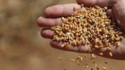 التموين: الوضع مستقر بالنسبة للقمح .. ولسنا بحاجة إلى أي شحنات إضافية