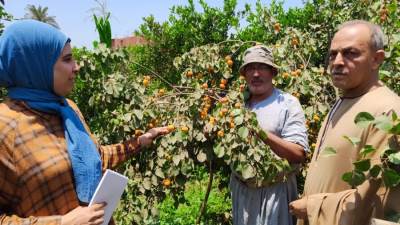 اللؤلؤ الأصفر يزين القليوبية فى موسم الحصاد.. وتسويقه مشكلة تواجه مزارعى «العمار»