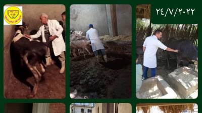 وزير الزراعة: إعطاء أكثر من 1.7 مليون جرعة ضد مرضى الحمي القلاعية وحمى الوادي المتصدع حتى 25 يوليو الجاري