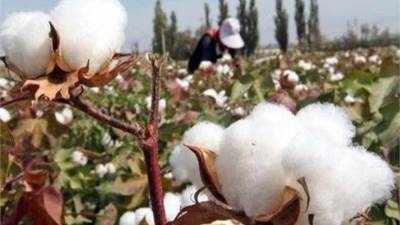 وزيرا التجارة والزراعة يصدران قراراً مشتركاً بشأن نظام تداول القطن الزهر لموسم ٢٠٢٢/ ٢٠٢٣