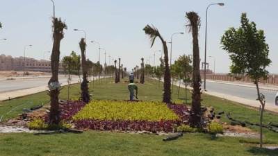 جهاز حدائق أكتوبر يواصل توزيع 1500 شجرة مثمرة على مواطني المدينة