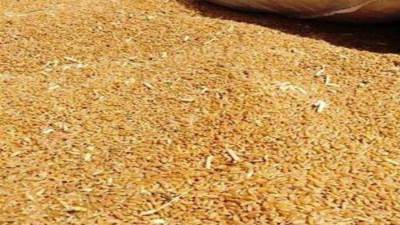 التموين: استلام 685 ألف طن قمح عبر 420 موقع علي مستوي الجمهورية حتي الآن 