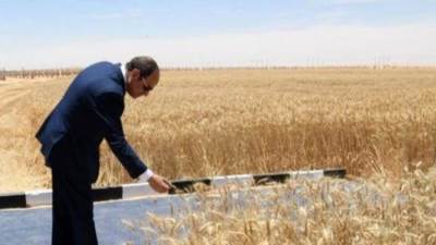 بأضخم المشاريع الزراعية.. بريق الذهب الأصفر يضئ شرق العوينات وتوشكى لتحقق الاكتفاء الذاتي من المحاصيل 