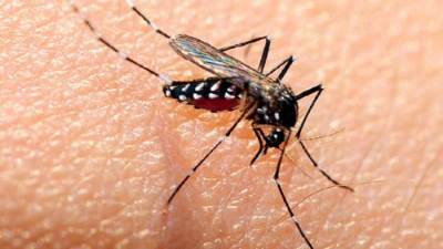  وزارة الصحة تكشف أعراض الحالات المصابة بحمى الضنك.. وتؤكد: العلاج مجانى 