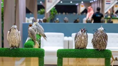 المزاد الدولي لمزارع إنتاج الصقور بالرياض يستقطب أفضل المنتجين حول العالم