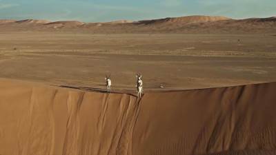 اليونسكو تُدرج محمية "عروق بني معارض" على قائمتها للتراث العالمي كأول موقعٍ تراثٍ عالميٍ طبيعي بالمملكة