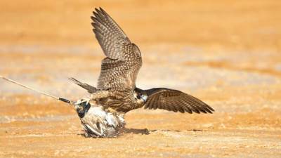 انطلاق فعاليات مهرجان الملك عبدالعزيز للصقور 