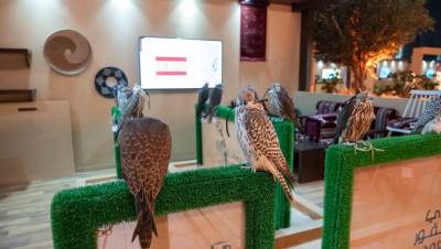 مزرعة أسبانية تشارك في المزاد الدولي لمزارع إنتاج الصقور في الرياض بـ 26 صقراً