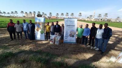 مزارعي البحيرة يستعدون لجني الذهب الأصفر تحت إشراف الوكالة الأمريكية للتنمية الدولية