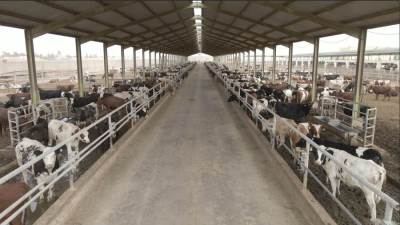 إطلاق برنامج بنك الطعام المصري لصك الأضحية للعام العشرين على التوالي لتوفير لحوم الأضاحي للأسر الأكثر احتياجاً