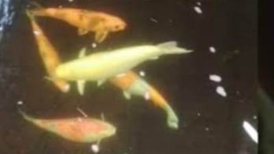 أسماك حديقة مارجويل… كنز طبيعي يسبح في قلب مراكش