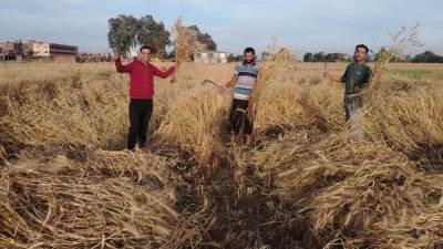 الذهب الاصفر يتلألأ في سماء محافظات مصر 